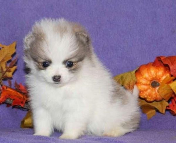 Cute Pomeranian puppies