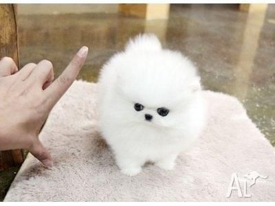 Males And Females Puppies *** ***- ***9