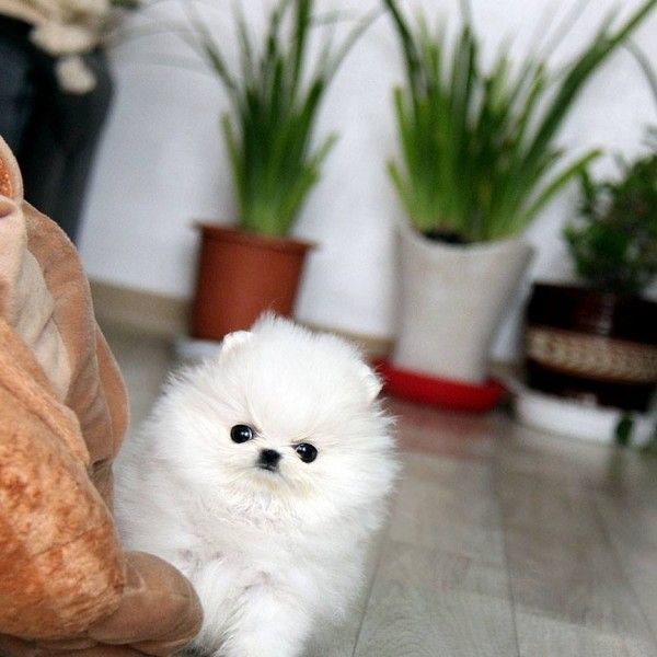 Adorable Lil Micro Teacup Tiny Pomeranian Babies