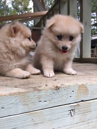 Pomeranian puppy
