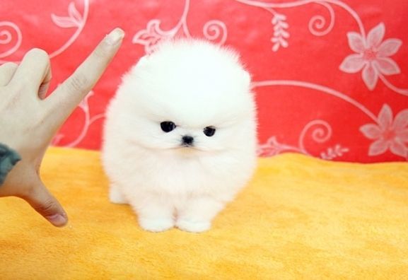 Absolutely Stunning Pomeranian Boys Ready Now
