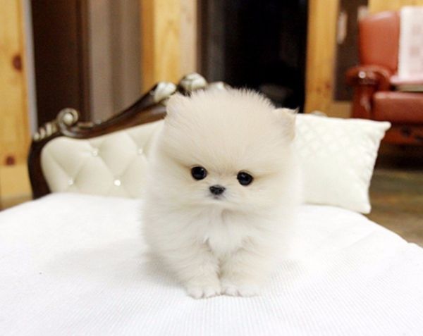 Adorable Male and Female Pomeranian Puppies Text at (***) ***-***0