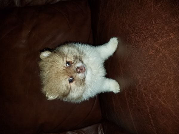 Tiny Tiny Chocolate Parti Pom