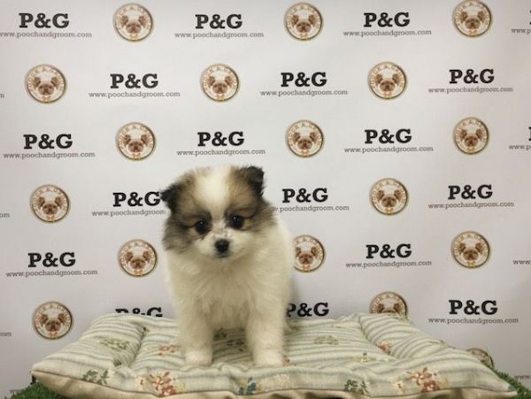 Pomeranian - Holiday - Female