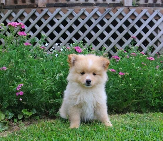 Loveable Pomeranian Puppies