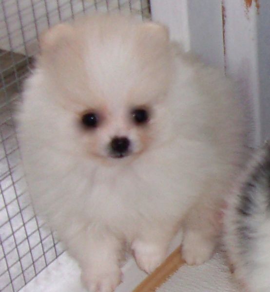 Adorable Cream Parti Male Pomeranian in MA