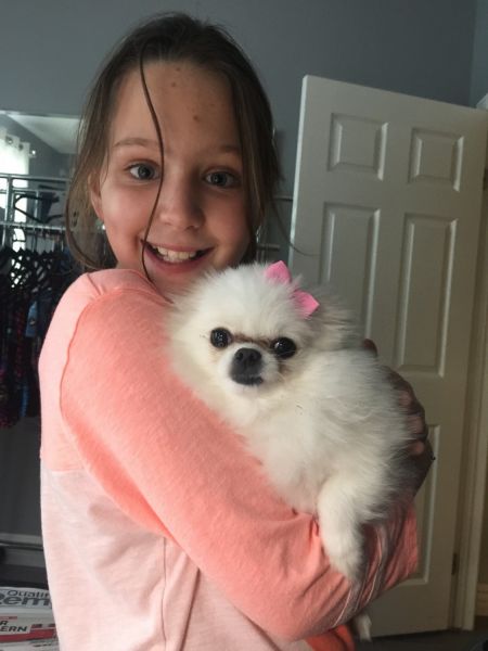 Micro Pomeranian 5 lbs full grown.