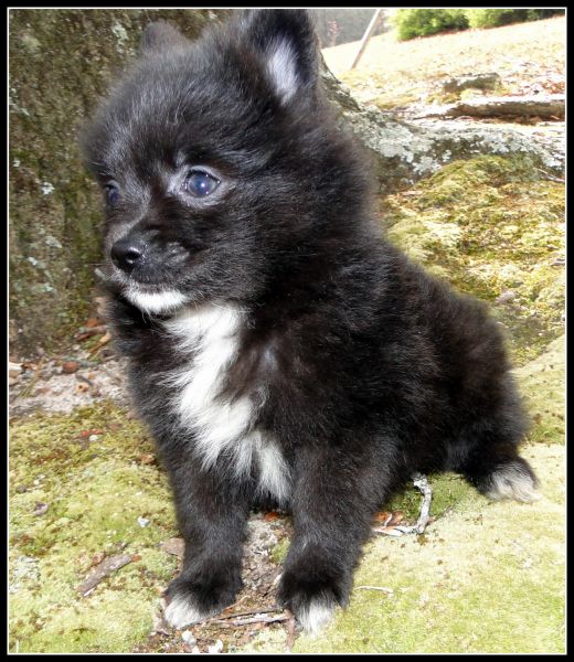 Pomeranian puppy
