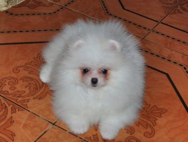Beautiful Pomeranian Puppies text (***) ***-***1