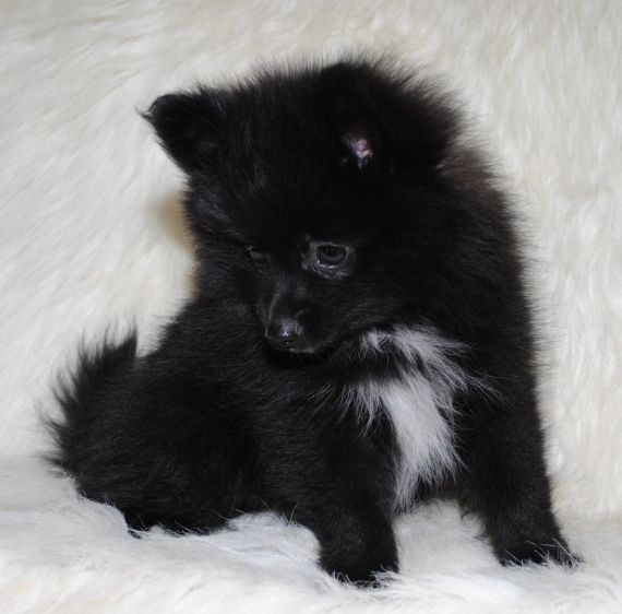 Pomeranian Male For Sale