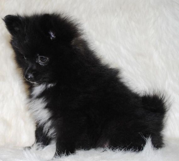 Pomeranian Male Kc Registered White Puppy