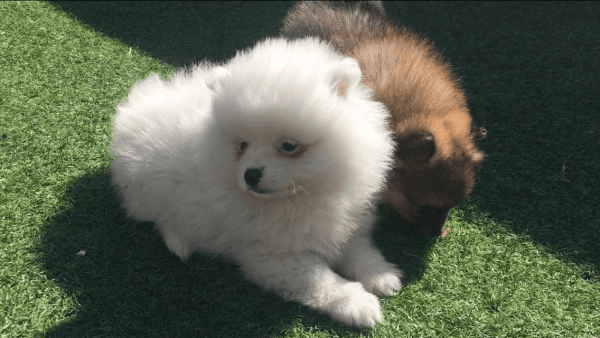 Pomeranian for Rehoming