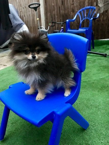 Pomeranian boy