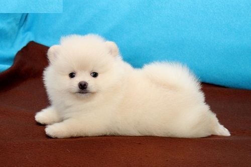Very Beautiful Pomeranian Pups