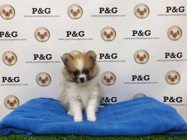 Pomeranian - Bronx - Male