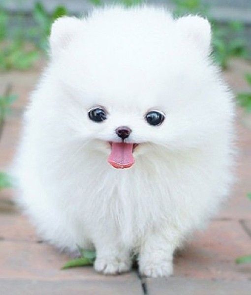 wonderful lovely pomeranian puppies for adoption