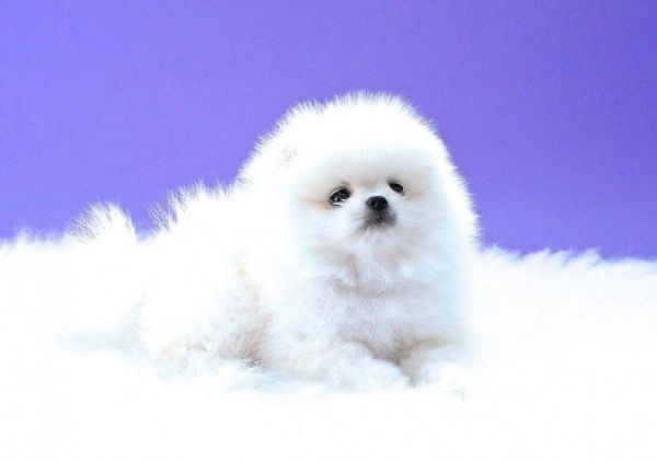 Teddy Bear Face Pomeranian Boy To Sale