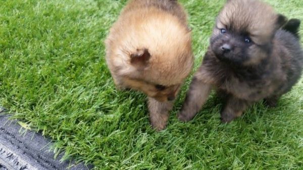 Pomeranian Puppys, TEXT , ***