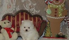cute pomeranian puppies for adoption...
