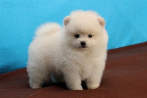 Pomeranian puppies available