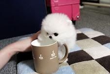 Outstanding Tinny teacup Pomeranian puppies Available Now