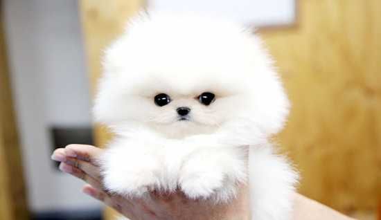 Gorgeous Pomeranian Pups *** 9 ***