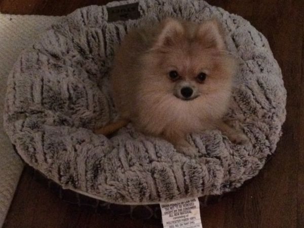 CKC REG. Pomeranian Puppy