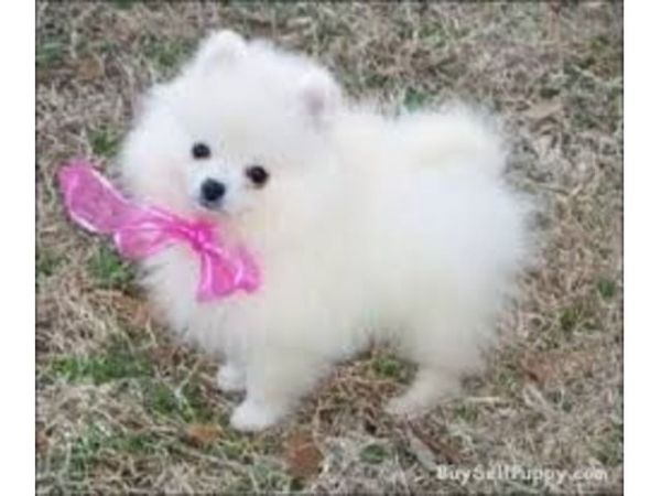 absolutely gorgeous little Pomeranian puppy text (***) ***-***6