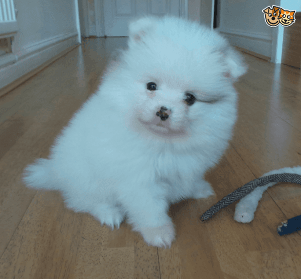 Beautiful Pomeranian Puppies for sale