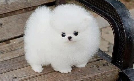 T-Cup Pomeranian Puppies ***