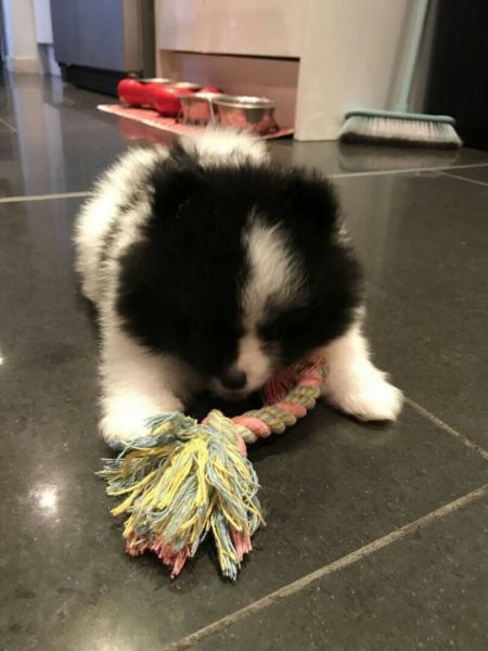 Gorgeous Pomeranian puppies for sale