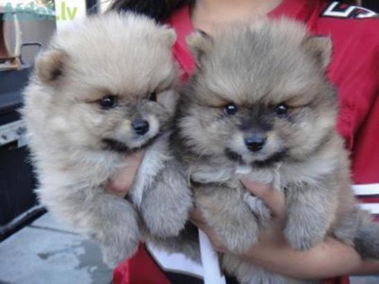 Adorable Cuddly Pomeranians