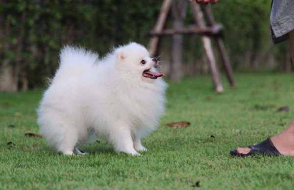 White Pomeranian For Sale