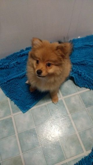 Pure Pedigree Pomeranian Puppy