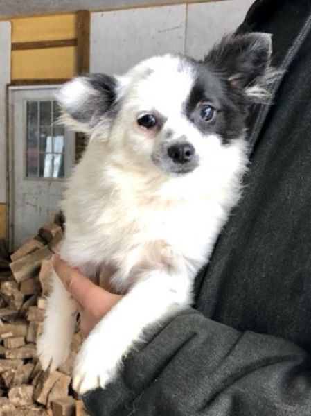 Purebred Pomeranian puppies