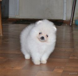 Lovely Pomeranian Puppies