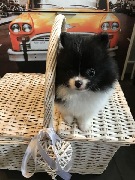 Stunning Litter Pomeranian Puppies Male And Female