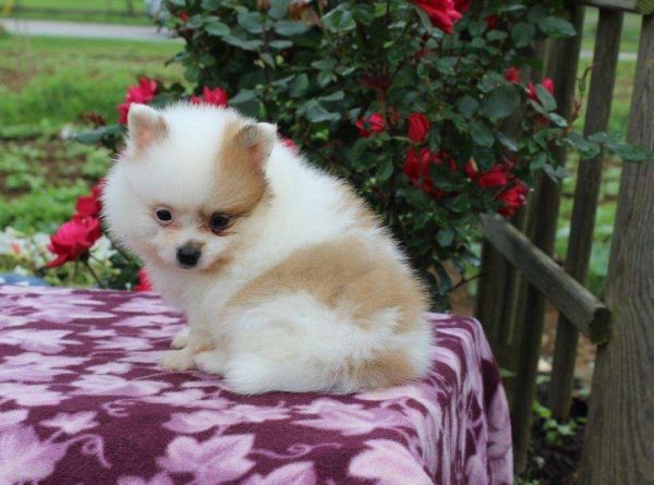 Pomeranian puppies