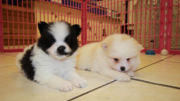 Akc Pomeranian puppies