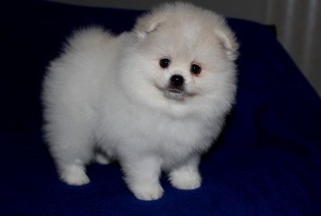 Pomeranian puppies 1 male 1 female