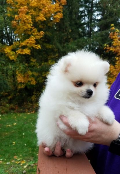 Teacup Pomeranian puppies