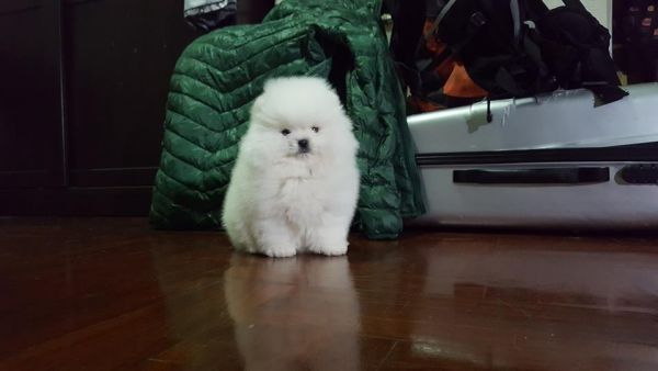 Priceless White Pomeranian Puppy For Adoption