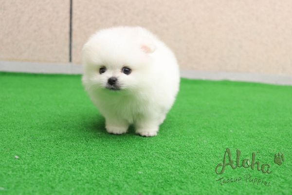 Teacup Pomeranian Puppies for sale [Teddy]