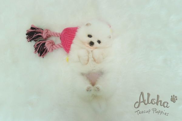 Teddy bear face Teacup Pomeranian [Marshmallow]