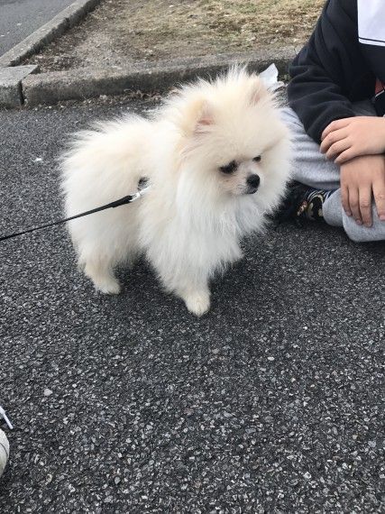 Gorgeous Parti Pomeranian Girl