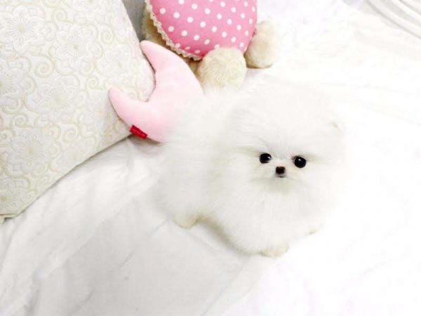 Adorable Pomeranian Puppies