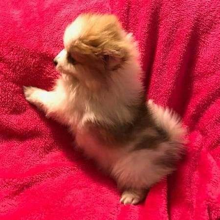 Teacup Pomeranian Puppies Available
