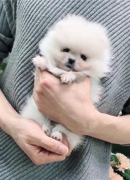 Get your Teacup Pomeranian puppies all AKC reg here Text ***