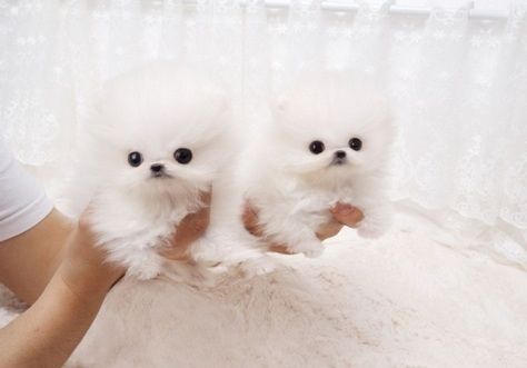 Two Awesome T-Cup Pomeranian Puppies(***) ***-***8