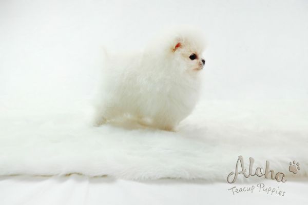 Teacup Toy Pomeranian For Sale [Gucci]